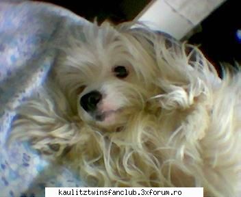 pets este pufi..nush dak buna poza...dak jpg